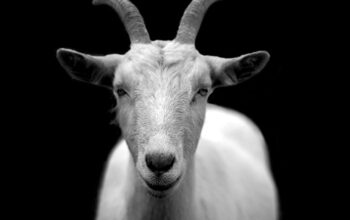 Goat Farming in Nigeria: Breeds, 10 Step-by-Step Guide, and the Growing Market Potential